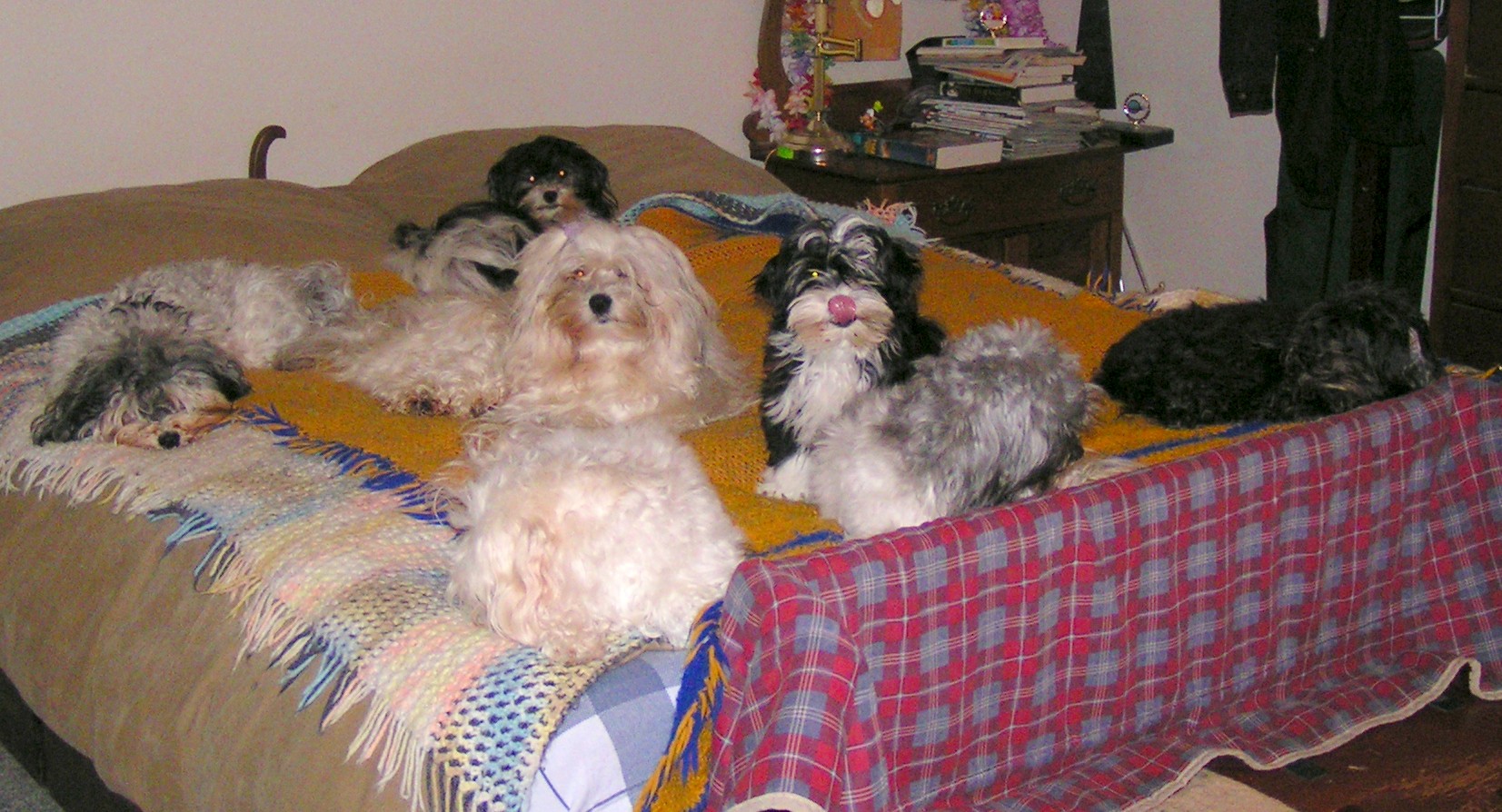 http://www.lilpawzhavanese.net/images/Dogs%20on%20bed%20February%202005%20001r.jpg