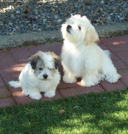 Havanese as paper shredders :)